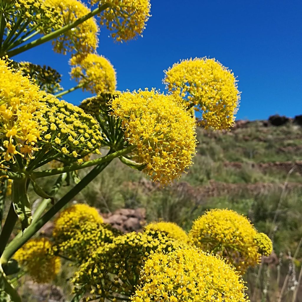 Pantelleria - Foto di Tommaso Brignone