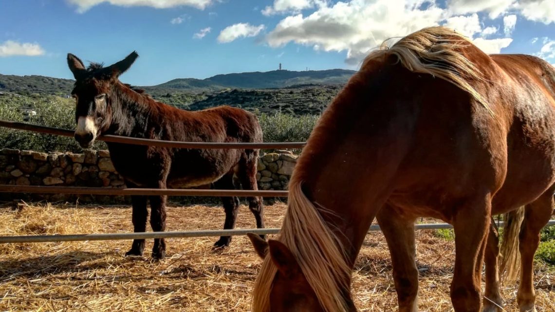 Pantelleria - Foto di Tommaso Brignone asini