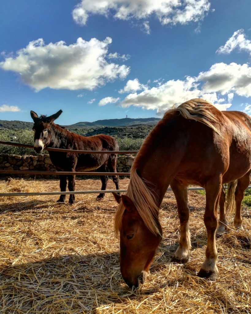 Pantelleria - Foto di Tommaso Brignone asini