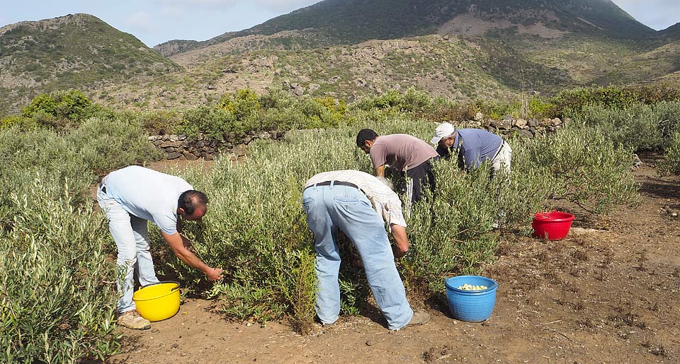 pantelleria raccolta olive