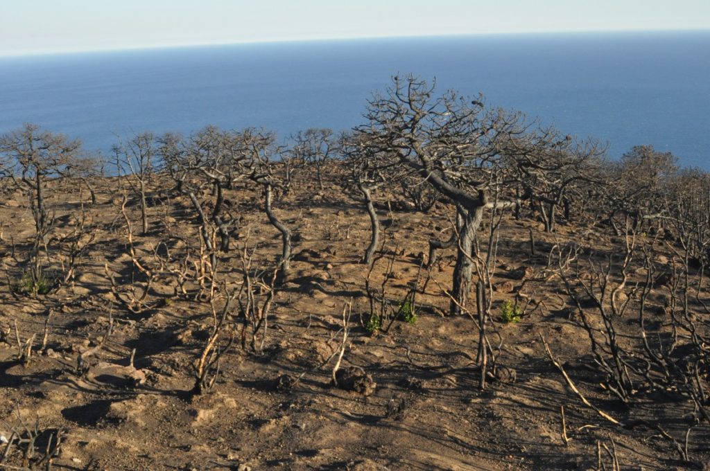 10 mila alberi per pantelleria