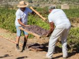 viddrano pantelleria