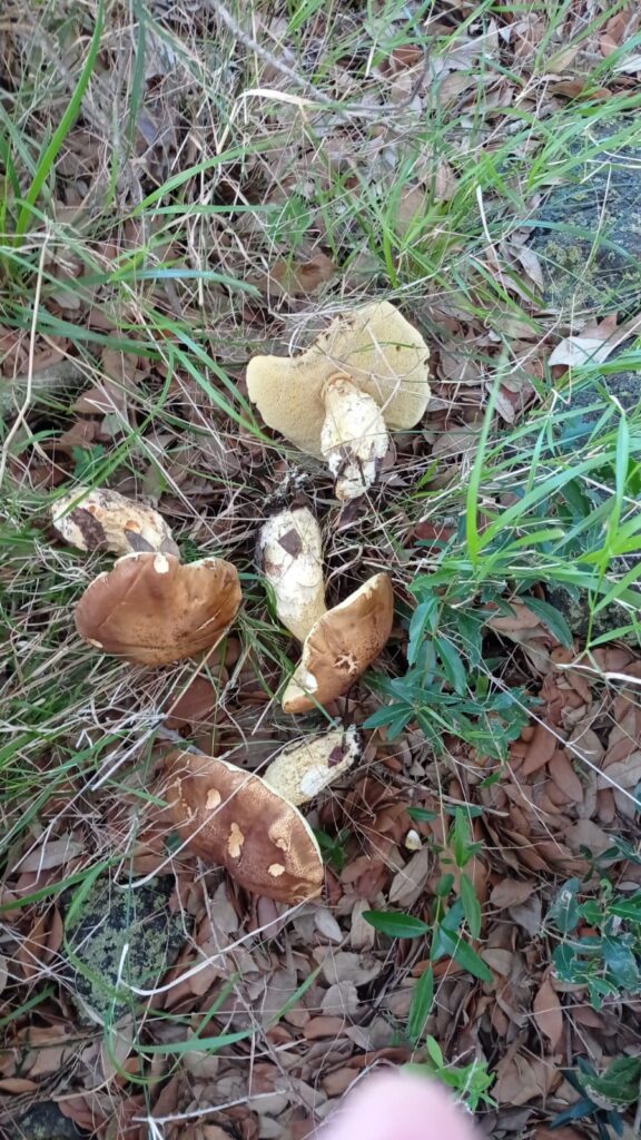 funghi corso micologico