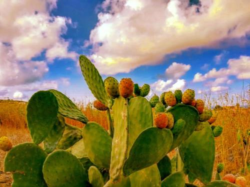 Pantelleria - Foto di Tommaso Brignone