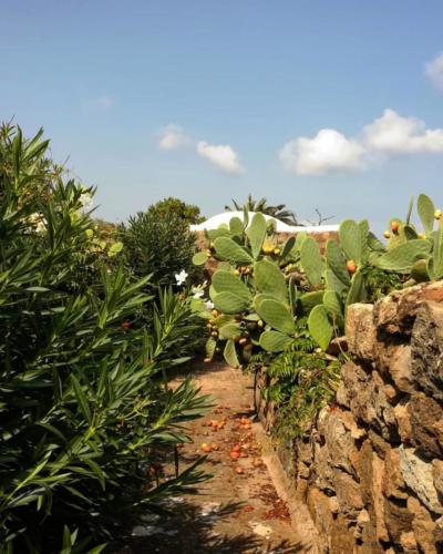 Pantelleria Foto di Tommaso Brignone