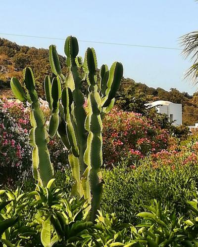 Pantelleria di Tommaso Brignone 164